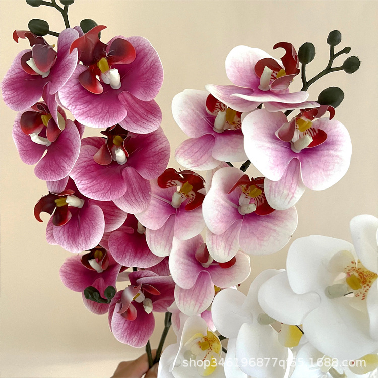 5Pc 3D Print Film Phalaenopsis - 3D Printing Ai ulasan dan harga