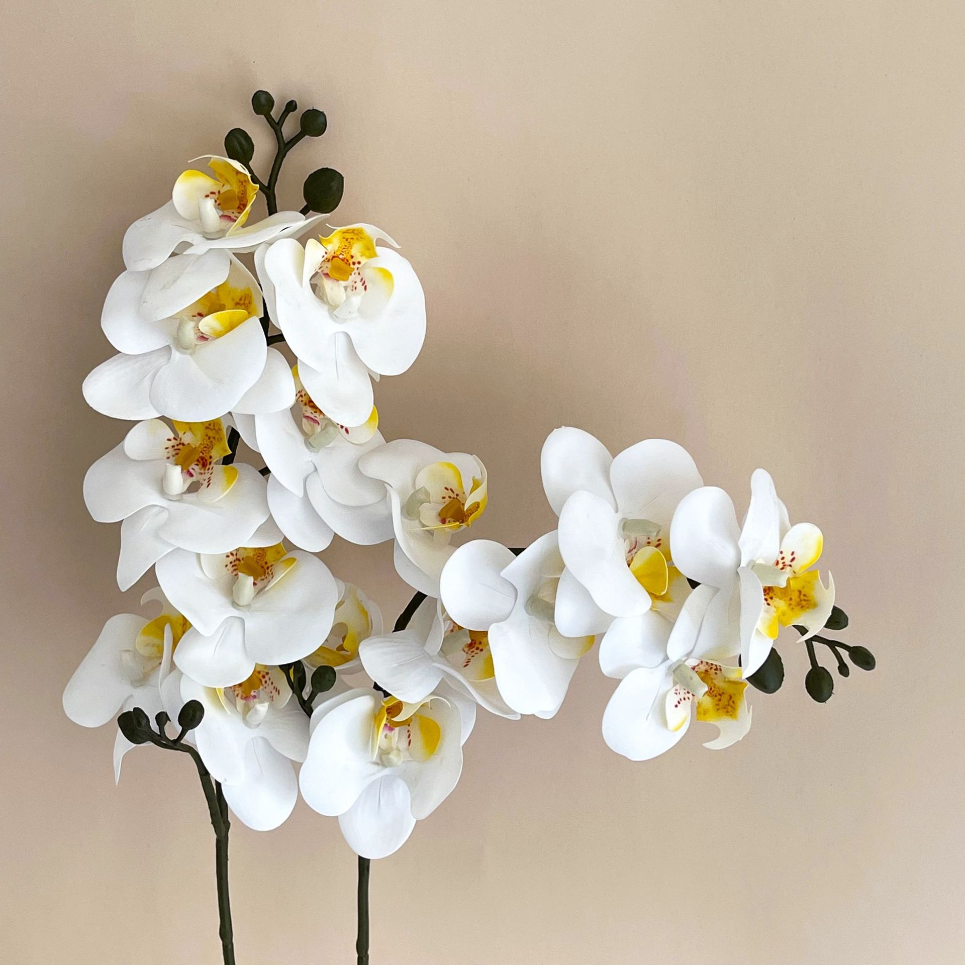 5Pc 3D Print Film Phalaenopsis - 3D Printing Ai ulasan dan harga